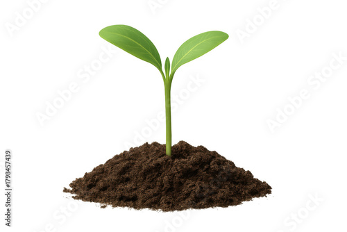 Wallpaper Mural Green seedling growing from soil, symbolizing new life, growth, ecology, environmental care, and sustainable development Torontodigital.ca