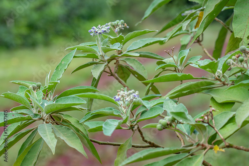 Bilde på lerret Solanum mauritianum is a small tree or shrub, earleaf nightshade, woolly nightshade, flannel weed