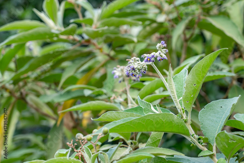 Foto Solanum mauritianum is a small tree or shrub, earleaf nightshade, woolly nightshade, flannel weed