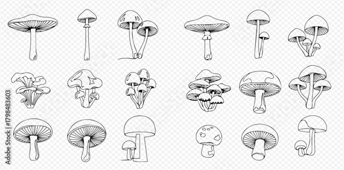 Detailed hand-drawn sketch collection of various wild mushrooms and fungi types.