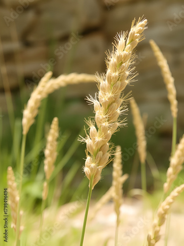 Broom Brome (Bromus scoparius). Mature Inflorescence Closeup