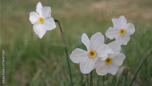 White daffodils in a green meadow lawn in spring