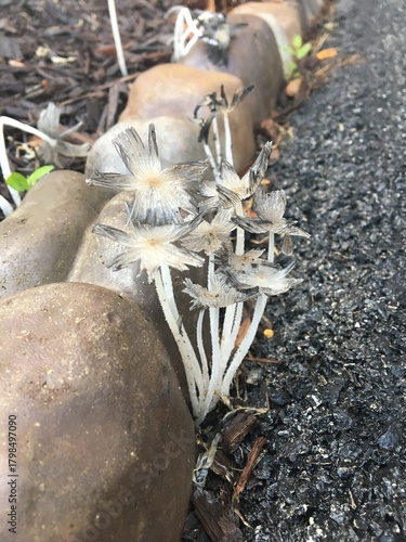 White and Gray Mushrooms Growing at Driveway Pavers