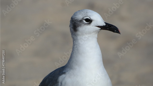 Seagull gives side-eye on sandy beach