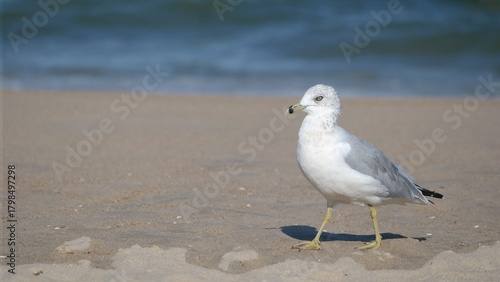 Seagull Stride Walking on Beach at Atlantic Seashore