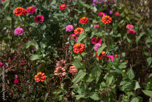 colorful flowers of the garden