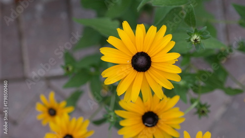The center of a Black Eyed Susan daisy flower on the patio