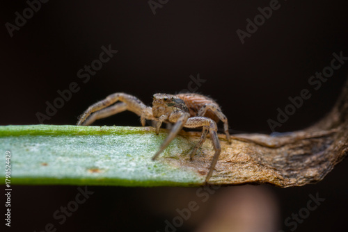 Close up photo of a small jumping spider