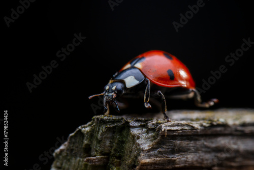 Close up photo of a ladybug