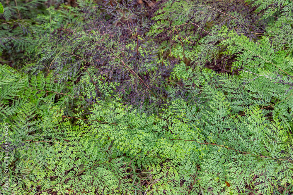 Fototapeta premium Odontosoria chinensis is a fern in the family Lindsaeaceae. lace fern. pala'ā, palae, or palapala'ā. Poamoho Trail, Wahiawa, Honolulu, Oahu, Hawaii. Koʻolau Range ( shield volcano )
