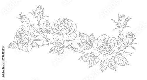 Detailed gray outline illustration of elegant roses with leaves and thorns blooming gracefully on
