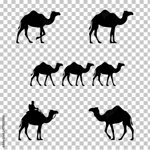 Silhouette of camels in various poses on a transparent background.
