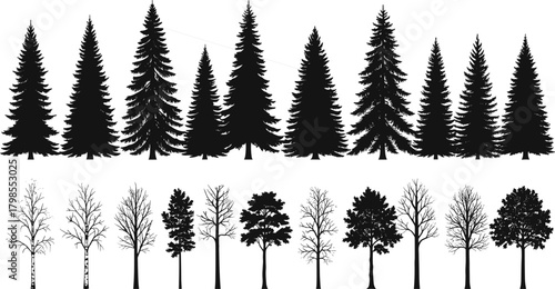 Tree silhouettes, coniferous trees, deciduous trees, foliage comparison, forest shapes, botanical reference, nature design, seasonal trees, tree types, black white