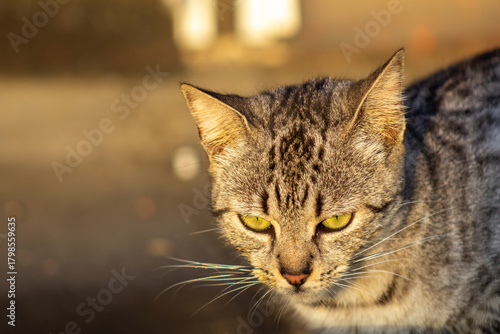 Fototapeta Naklejka Na Ścianę i Meble -  Homeless cat sitting in the street looking at the camera with green eyes