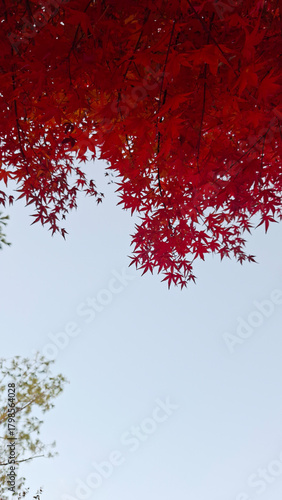 red and yellow, fall, autumn,leaves, nature, sky,leaf,season,가을 계절 낙엽 풍경