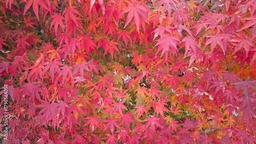 red and yellow, fall, autumn,leaves, nature, sky,leaf,season,가을 계절 낙엽 풍경