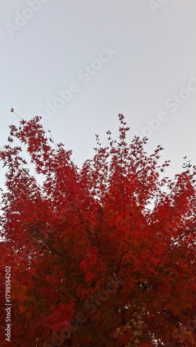 red and yellow, fall, autumn,leaves, nature, sky,leaf,season,가을 계절 낙엽 풍경