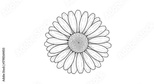 A detailed black and white sketch of a chrysanthemum flower viewed from above displaying its many petals and central disk.