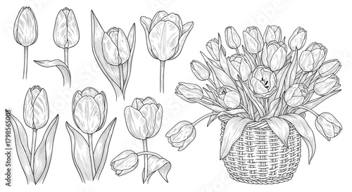 A collection of beautiful hand drawn black and white tulip illustrations in various stages of bloom.