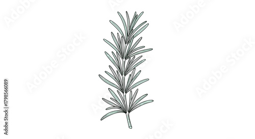 A delicate sprig of evergreen needles with a detailed botanical illustration of pine tree foliage.