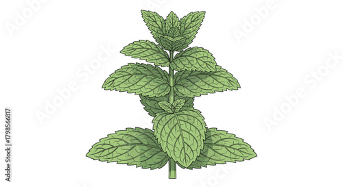 A close up view of a vibrant green mint plant with many serrated leaves.