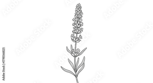 A detailed black and white illustration of a flowering plant with a tall spike of tiny blossoms and elongated leaves at its base.