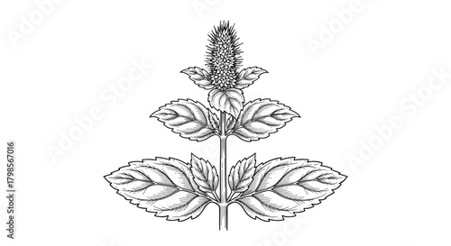 A detailed botanical illustration of a flowering mint plant showing its distinctive leaves and spiked inflorescence.