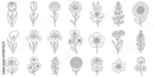 Collection of delicate hand drawn floral ornaments and decorative elements in black and white sketch style