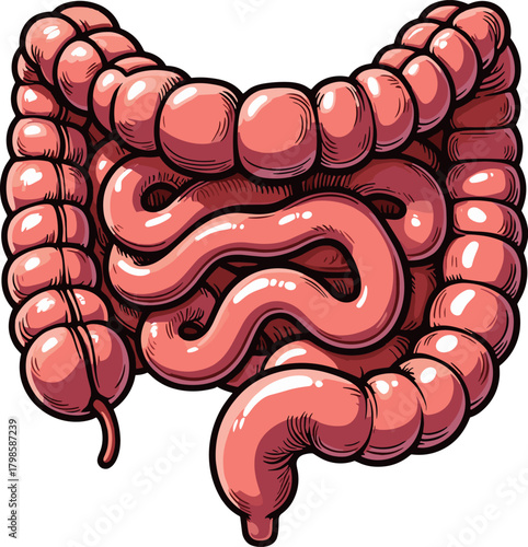 腸のイラスト