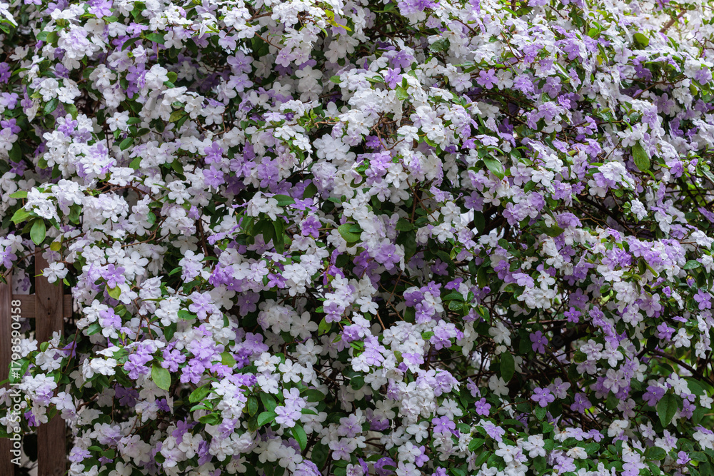 Obraz premium Brunfelsia latifolia Flowers with very good smell.