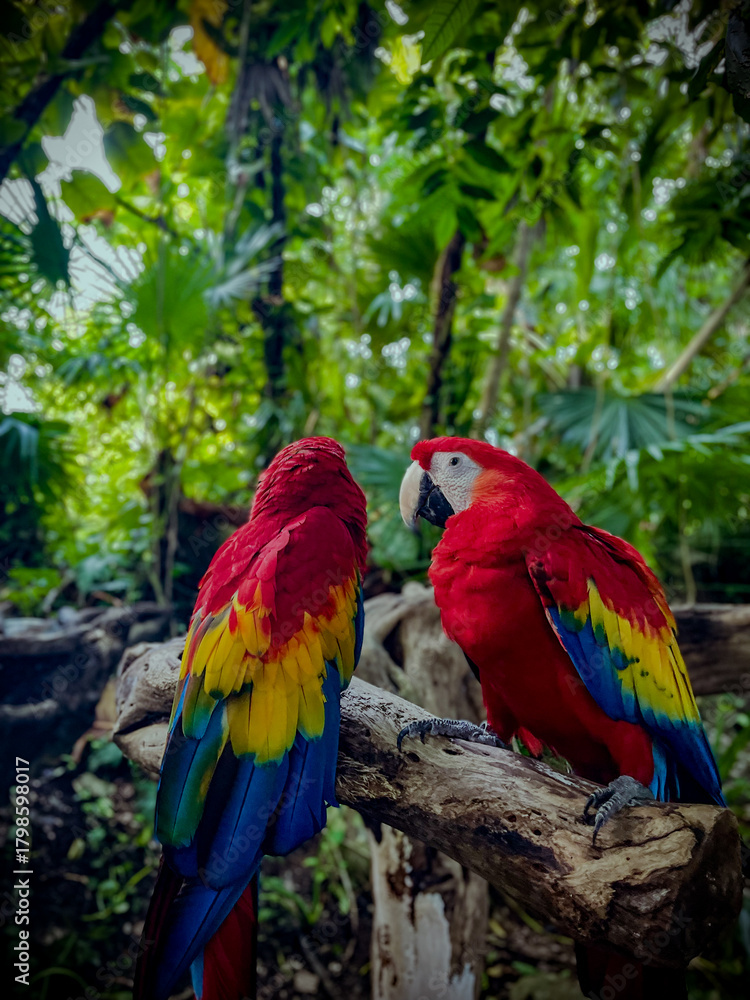 Obraz premium blue and yellow macaw
