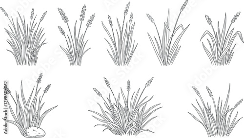 Vector Illustration of Organic Wild Grass Tufts and Foliage Bushes Collection for Natural Landscape Design Elements