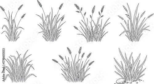 Vector Illustration of Diverse Grass and Reed Silhouettes Set for Nature, Garden, and Landscape Design Elements