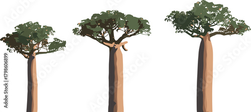 Baobab tree illustration set with tall trunks and dense green foliage, tropical exotic forest plants for nature, ecology, landscape, and environmental design