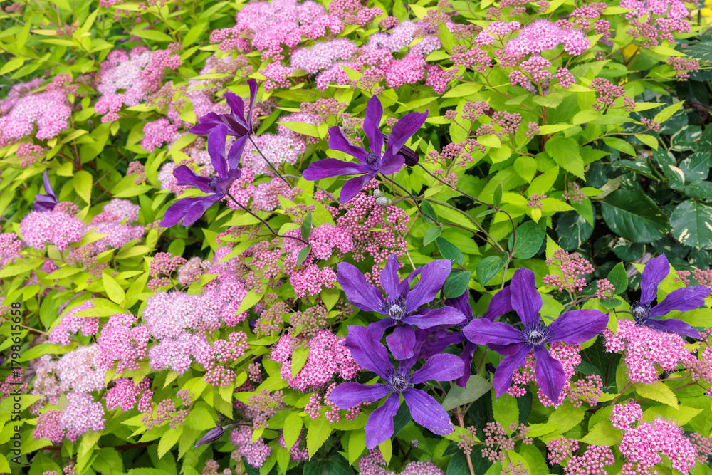 Obraz premium Blue-purple clematis flowers blooming in early summer.