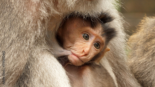Foto Baby long tail macaque breastfeeding or suckling in monkey forest, ubud, bali, i