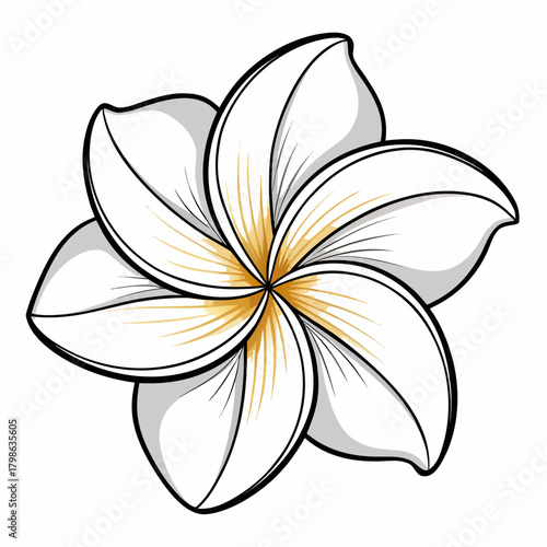 frangipani line art on white background