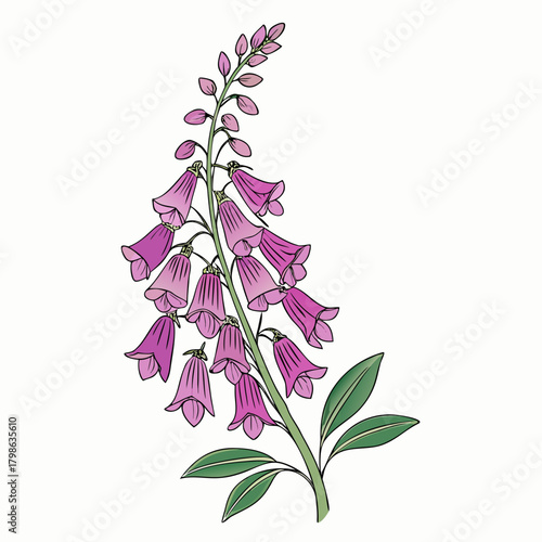 Canvas Print foxglove digitalis purpurea line art on white background