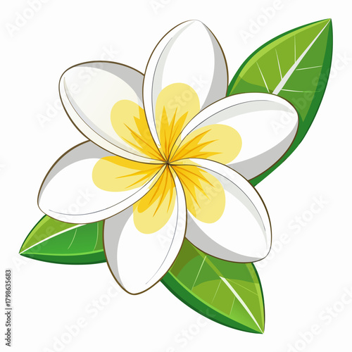 frangipani white plumeria on white background