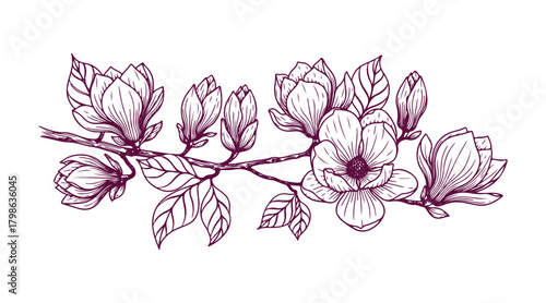 Magnolia flowers, buds, and leaves on a branch. EPS10 vector illustration. Hand-drawn.

