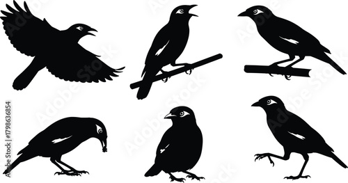 Detailed black bird silhouette collection featuring flying, perching, walking, and feeding poses, elegant vector illustration set ideal for nature, wildlife, decorative design, 