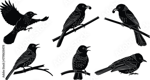 Elegant black bird silhouettes perched on branches, detailed vector illustration showcasing multiple poses, natural wildlife elements, perfect for creative design projects and decorative artwork