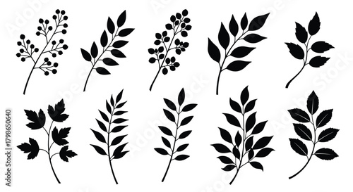 Elegant collection of black botanical illustrations featuring various delicate branches and leaves.