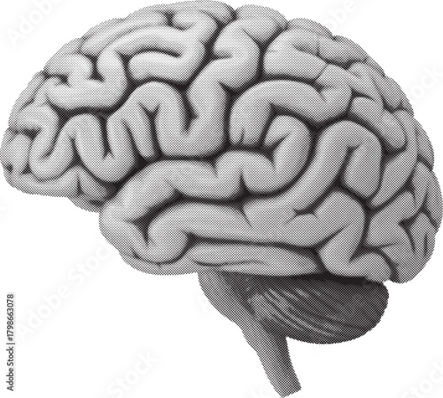 Human Brain Anatomical Halftone Model  Lateral View Medical Illustration