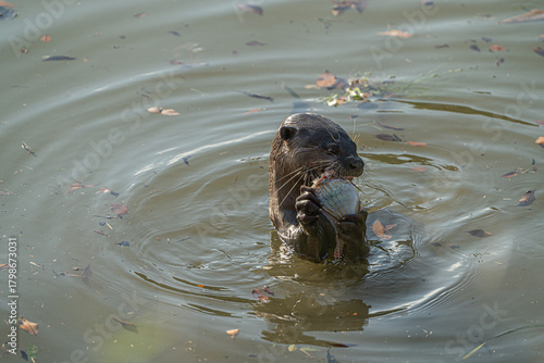 A river otter is holding a fish in its paws while swimming in a calm body of water with fallen leaves. It appears to be enjoying its meal.