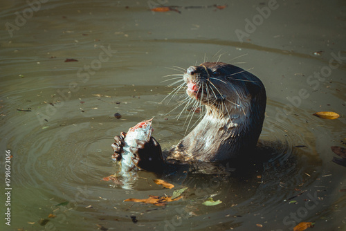 An otter is happily eating a fish in a murky river. It's creating ripples in the water.