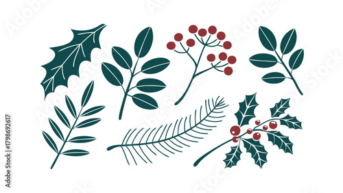Christmas Botanical Elements Holly Pine Branches Berries Vector Illustration berry