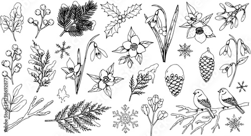 Hand Drawn Winter Nature Elements Collection: Snowflakes, Holly, Berries, Pine Cones, Flowers  Birds Outlines