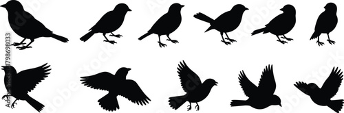 Silhouetted birds in standing and flying poses, depicting various avian shapes, wildlife movement, nature behavior, and decorative bird illustrations for design, art, and vector graphics.