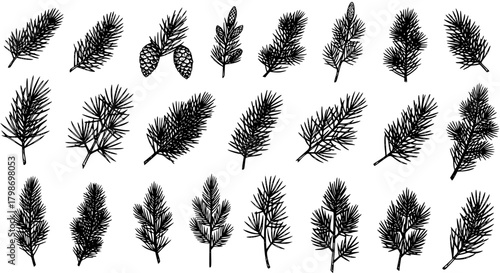 Hand drawn set of various winter evergreen branches. Fir, spruce, and pine tree twigs with cones. Christmas botanical vector illustration collection.
